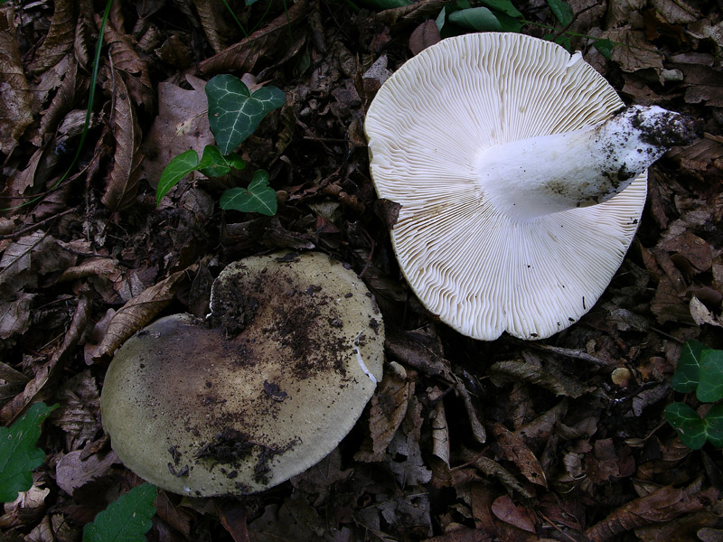 Russule del 12 giugno.